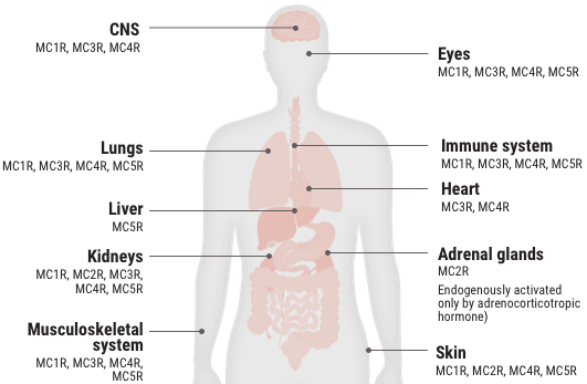 Relative functional potency of Acthar Gel: melanocortin receptors