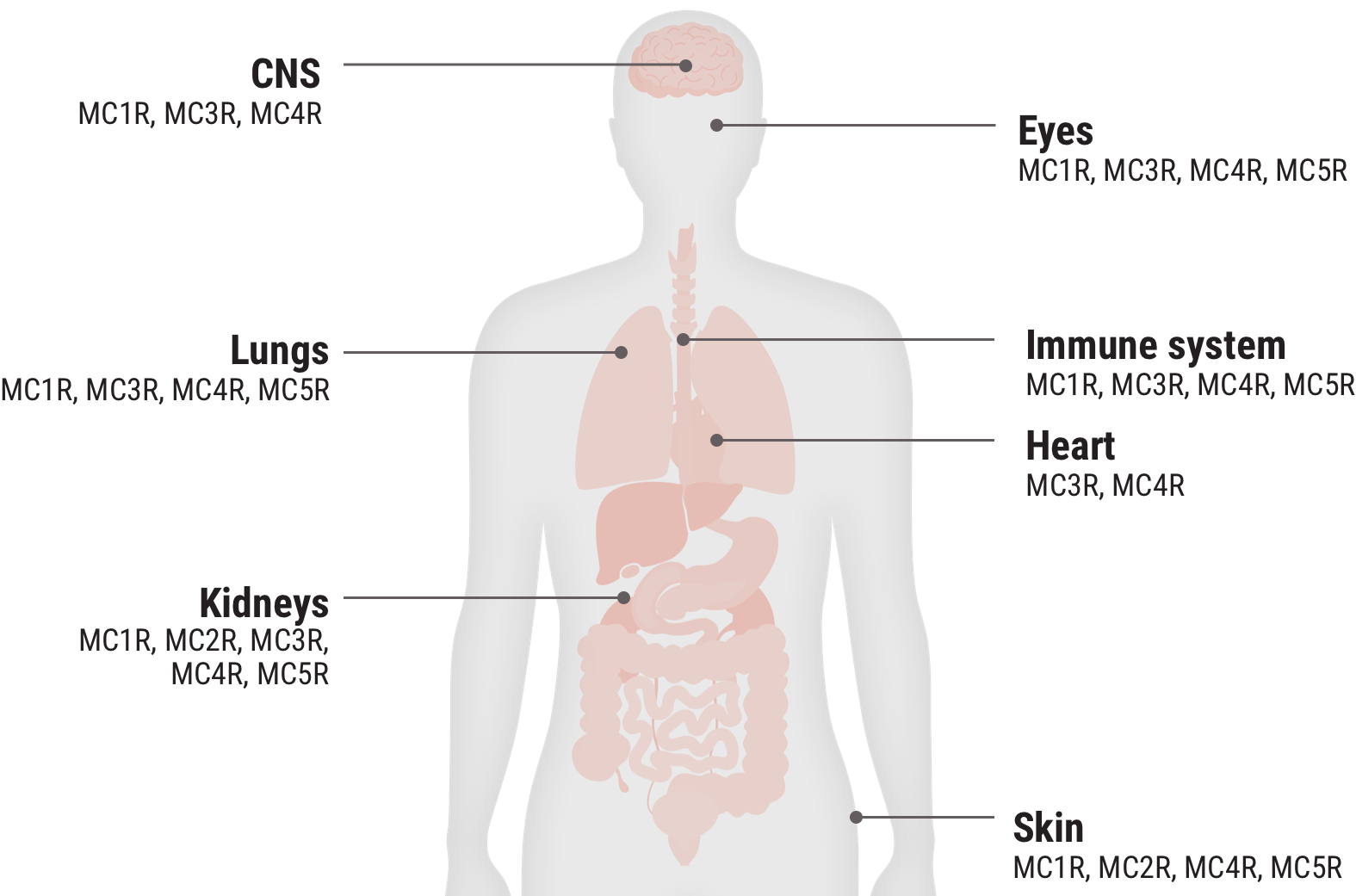 Relative functional potency of Acthar Gel: melanocortin receptors