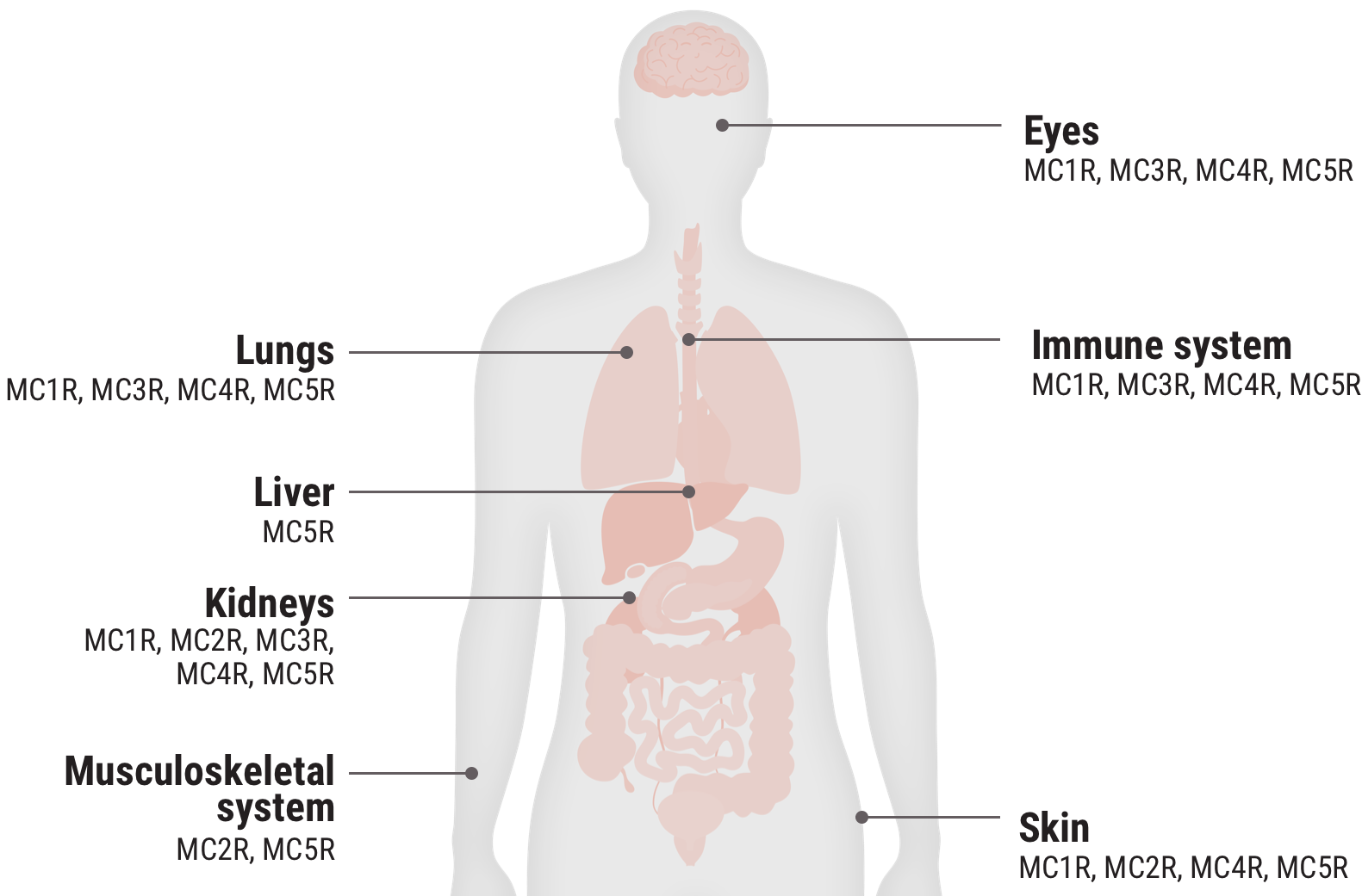 Relative functional potency of Acthar Gel: melanocortin receptors